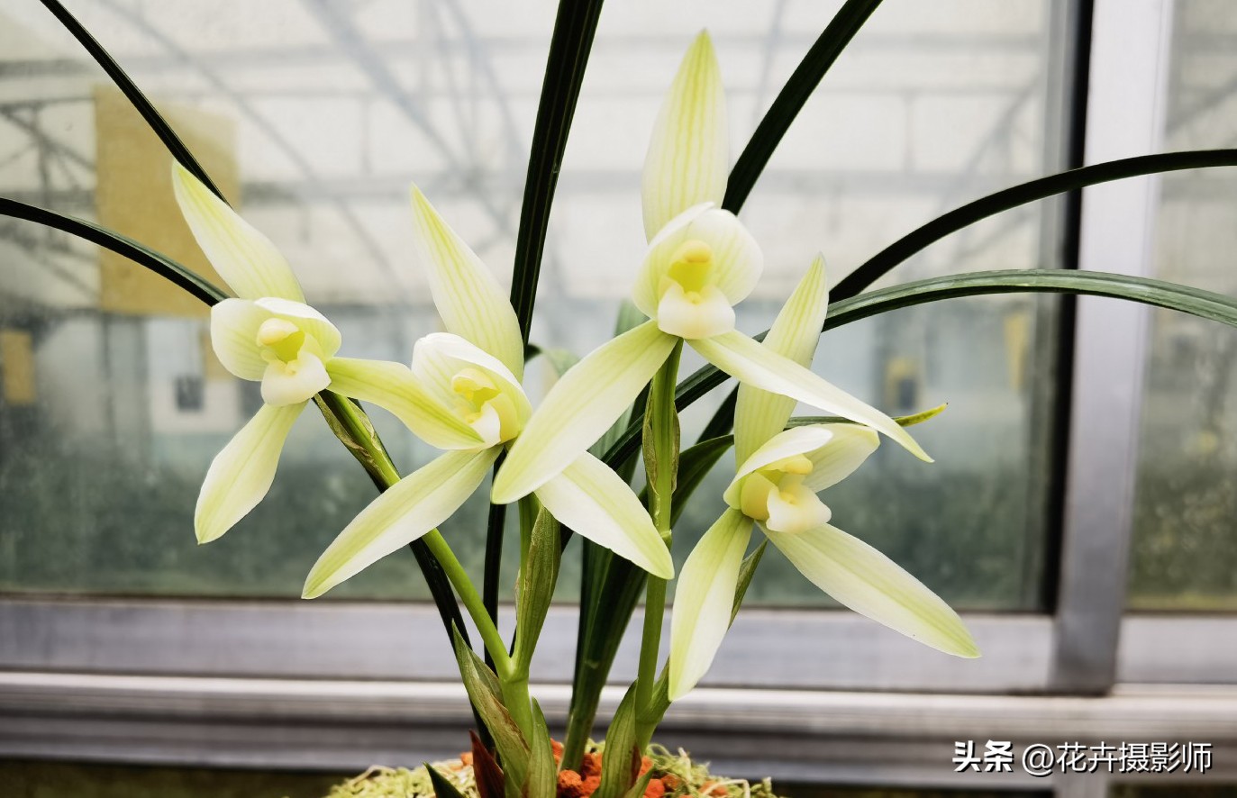 我国独有的“雪中花”，清新脱俗，开品端正，还不赶紧去捡漏