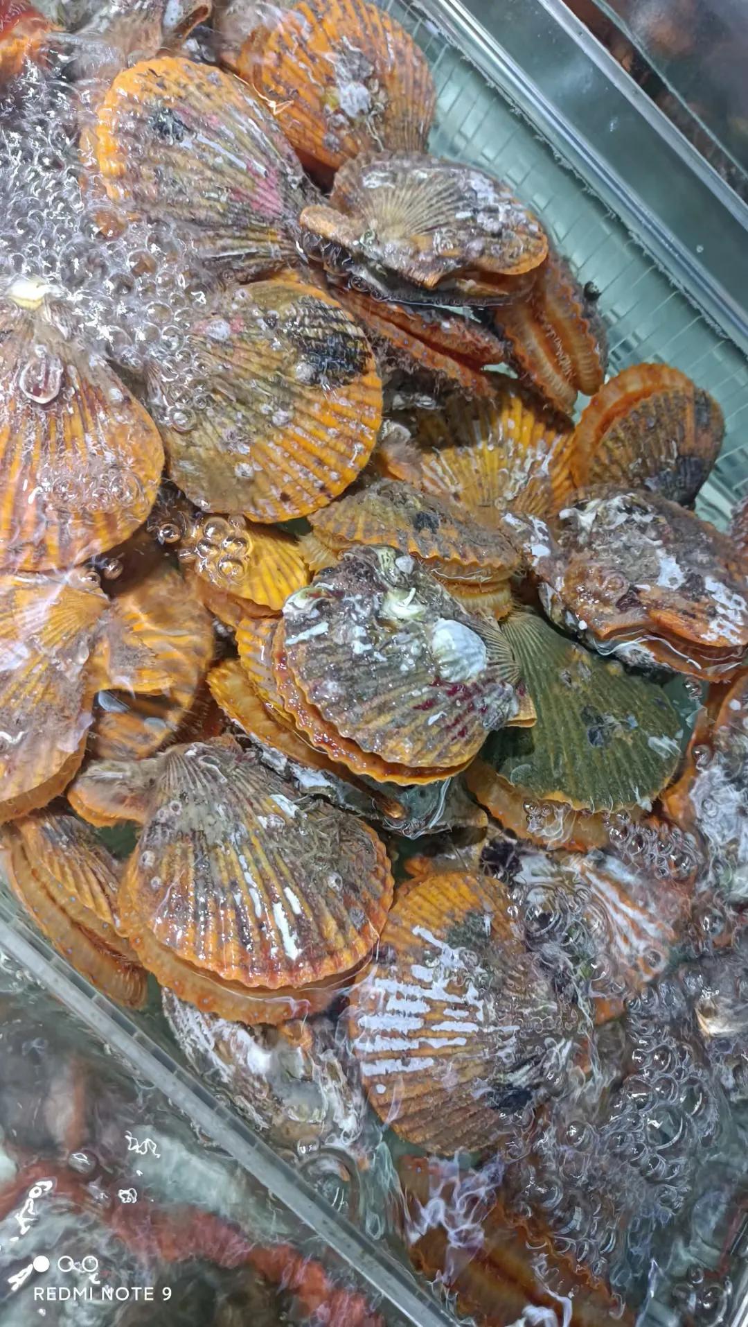 冷冻粉丝扇贝怎么蒸最好吃,扇贝干蒸米粉的做法