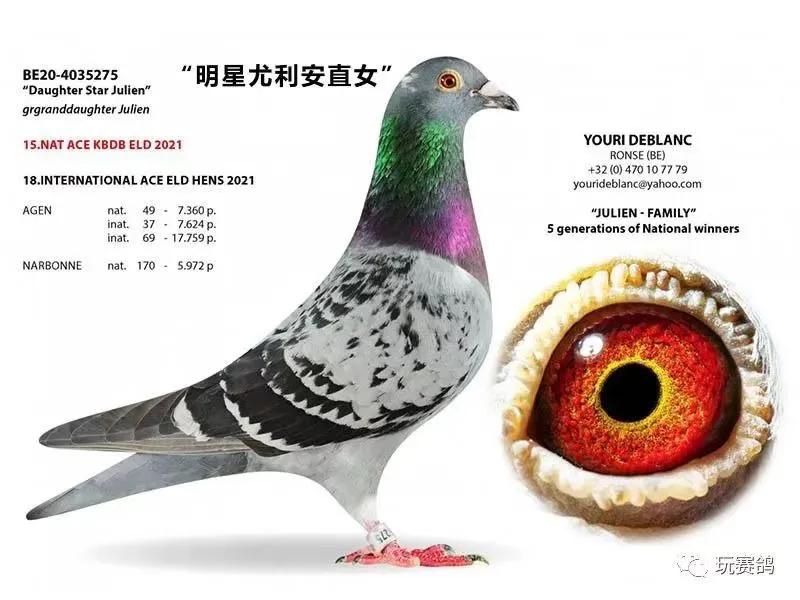 冯莱尔鸽系适合公棚吗,冯莱尔血统