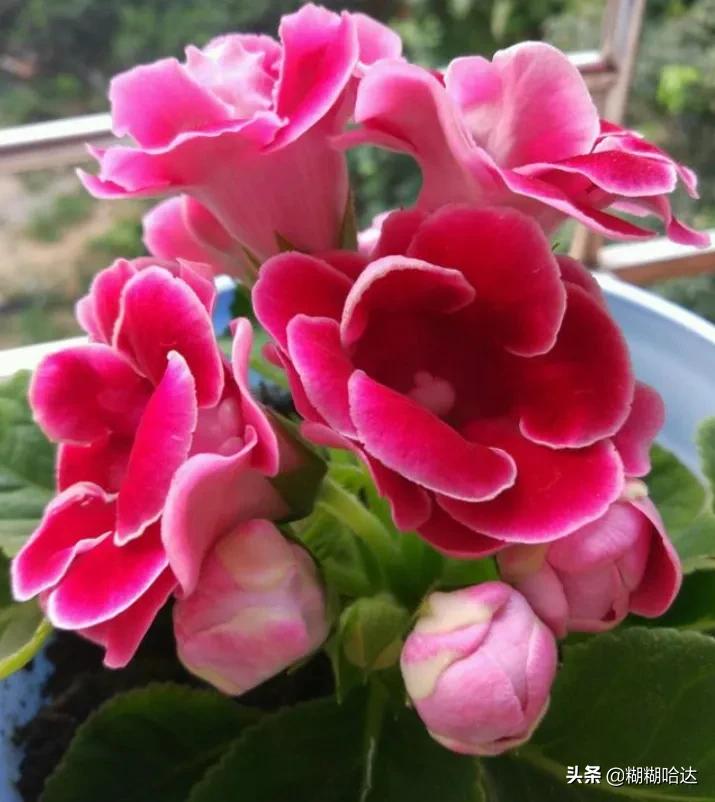 赏心悦目的花朵，风采万千，千姿百态，魅力无限，太美了