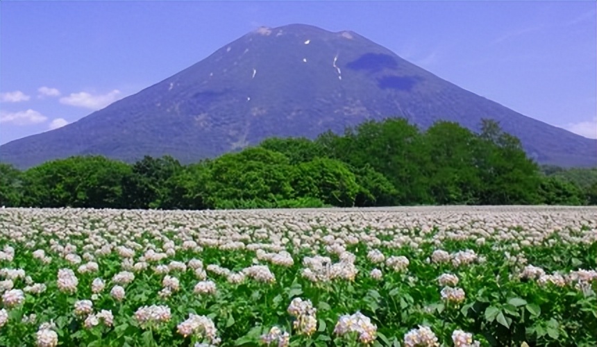 北海道的薰衣草花海在哪里,日本北海道薰衣草花海图片