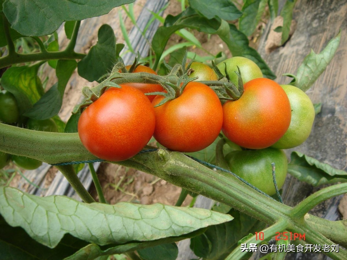 番茄怎么储存才能保持营养,番茄怎么储藏的时间长