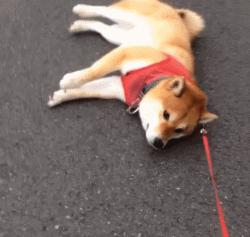 千万别养两只柴犬,千万不要养的狗子