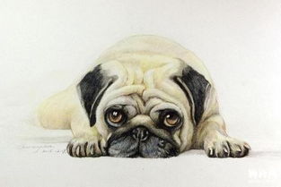 巴哥犬呕吐是怎么回事,巴哥犬呕吐怎么回事