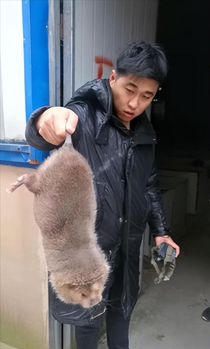 上海多地出现巨型老鼠新闻报道,上海老鼠最小的有10斤是真的吗