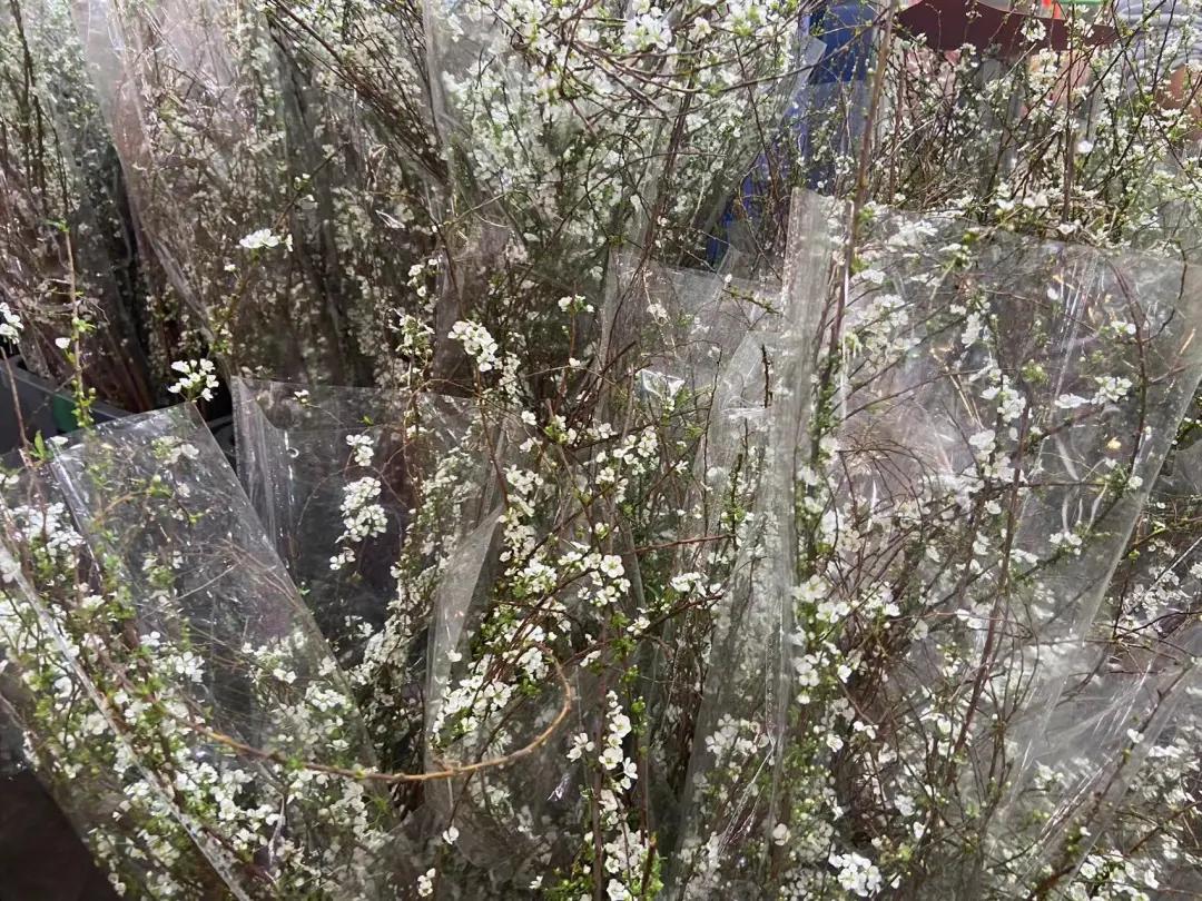 广州芳村花卉市场开市,广州岭南花卉天光墟开市时间