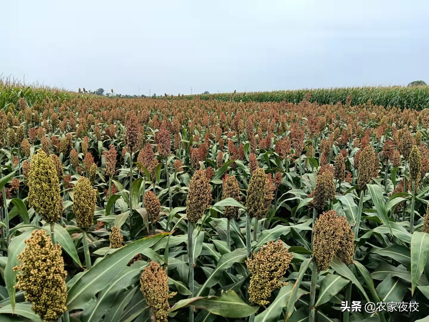 庄稼怎么防鸟,庄稼怎么防喜鹊