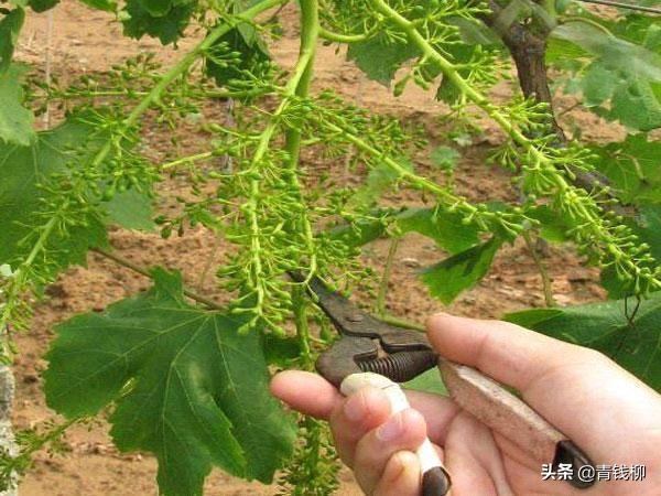 葡萄田间管理若干事项