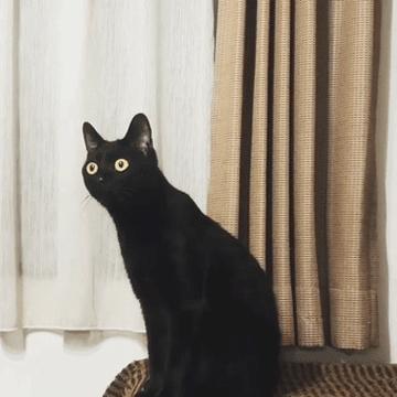 养猫养黑猫好还是白猫好,想养猫的人千万不要养黑猫