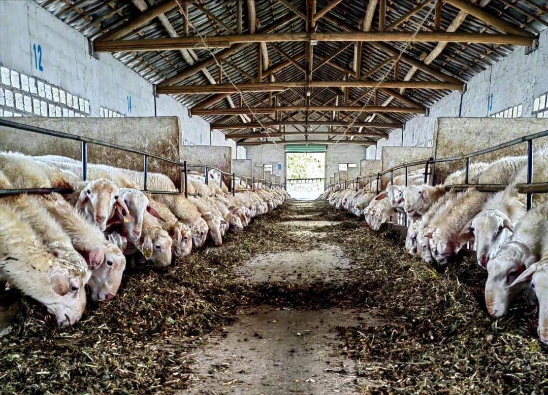 营养堪比牧草，多地有分布，靠着“一枝黄花”有羊场月省10万饲料