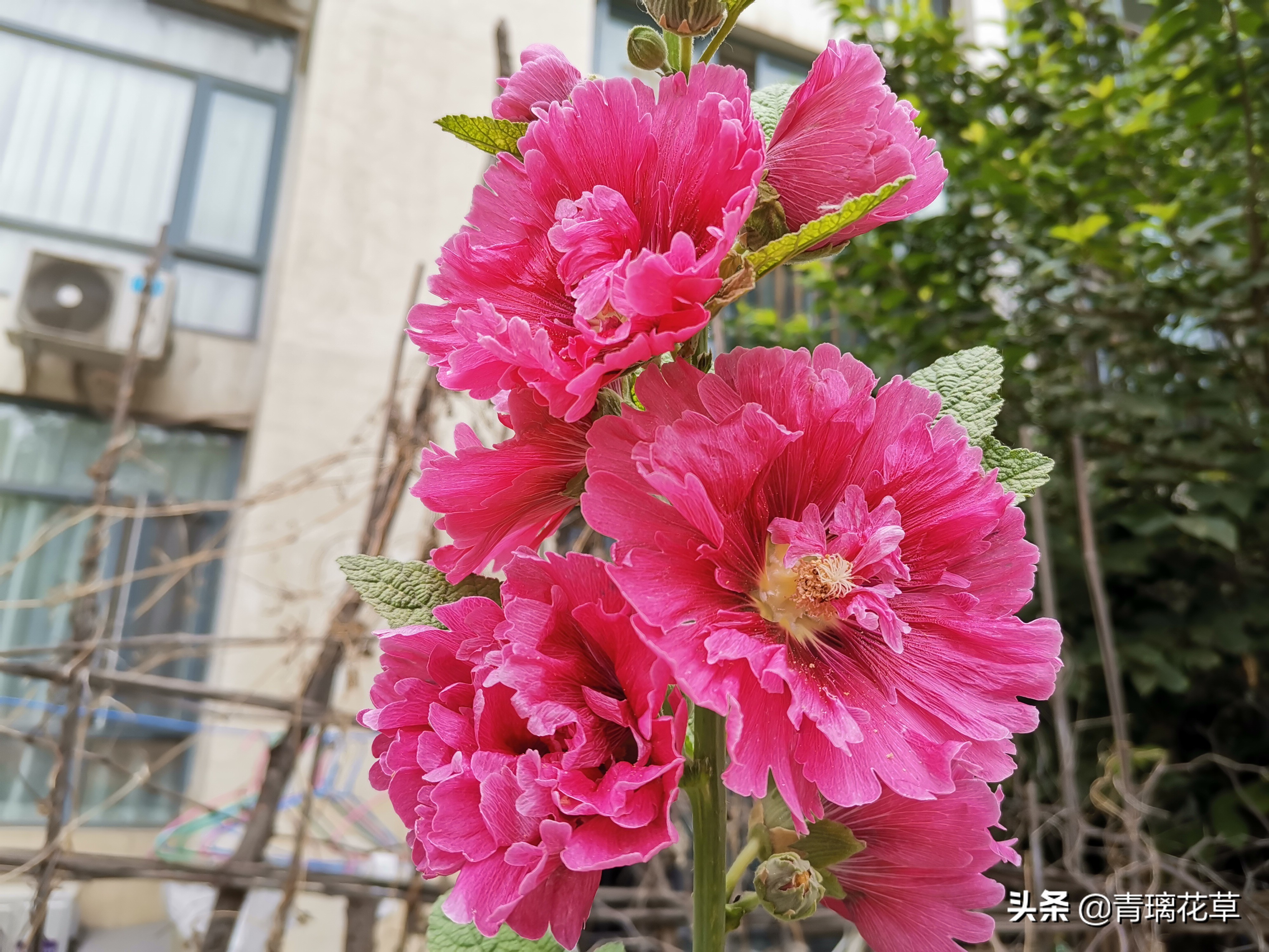 夏天开好多种颜色的小花,夏天里开的最茂盛的花朵有哪些