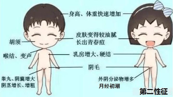 男性青春发育迟缓的表现,生长迟缓的烦恼