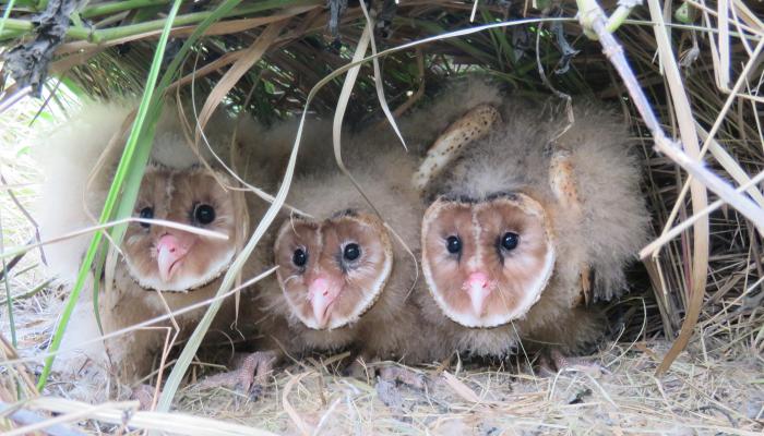 猴面鹰被人发现,猴面鹰有多可怕