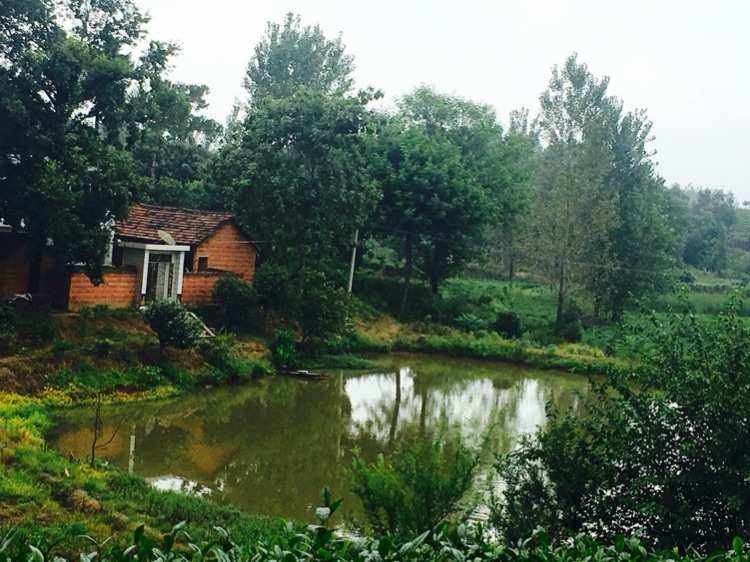 什么是微生物微生物分为哪几大类,什么是微生物的生长规律