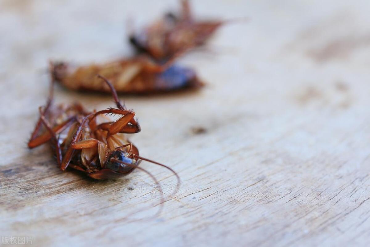 彻底消灭小强蟑螂的方法,小强蟑螂怎么彻底消灭