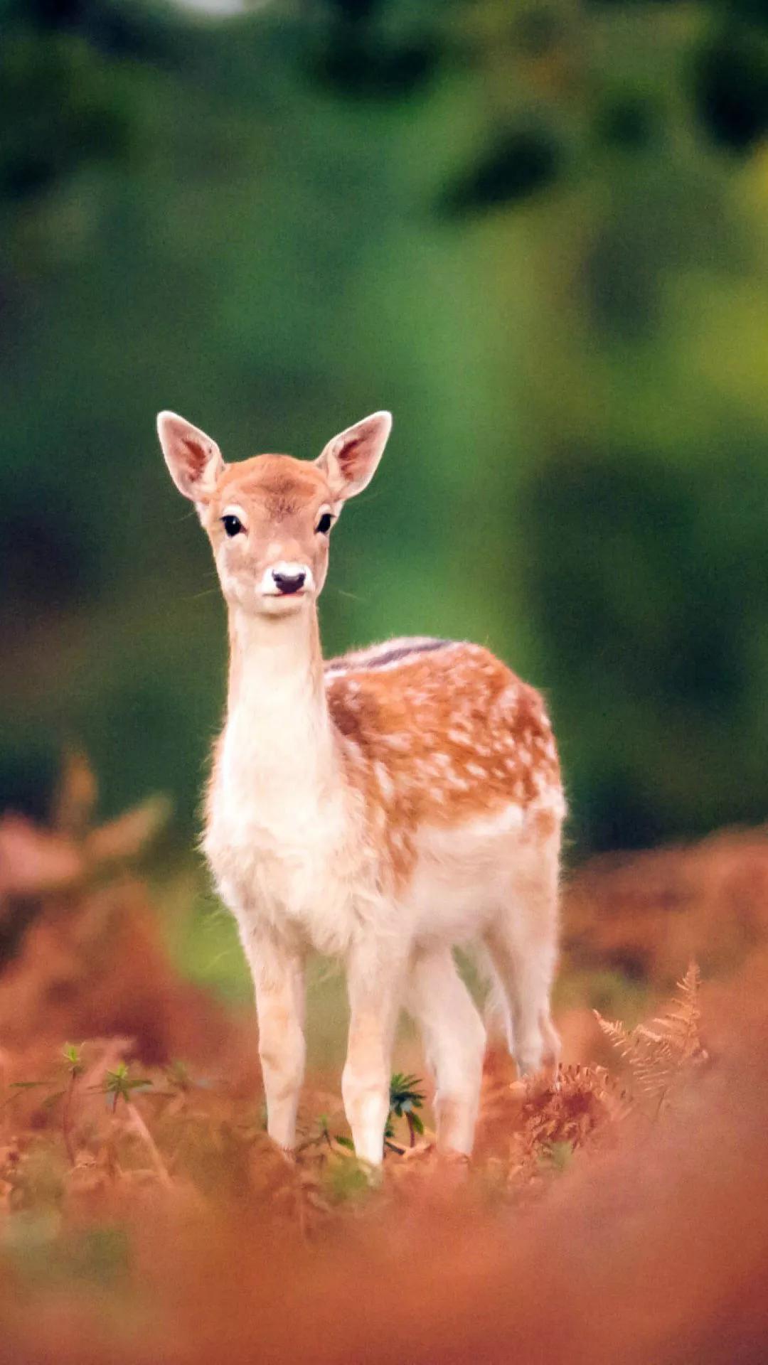 迪士尼可爱动物壁纸动态,可爱动物手机壁纸超清全面屏