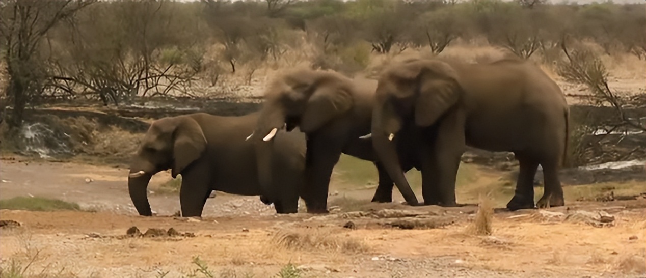布须曼人捕猎全过程,布须曼人捕河马