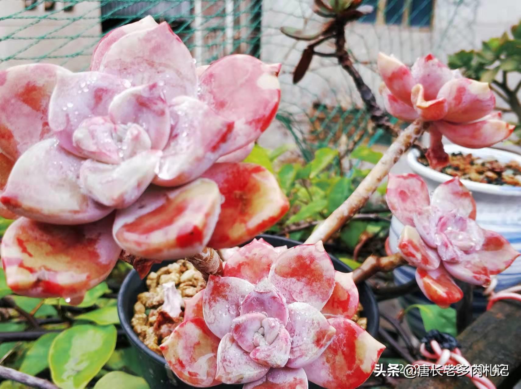 多肉叶插不用优芽素多久长根,多肉叶插不用营养液可以吗