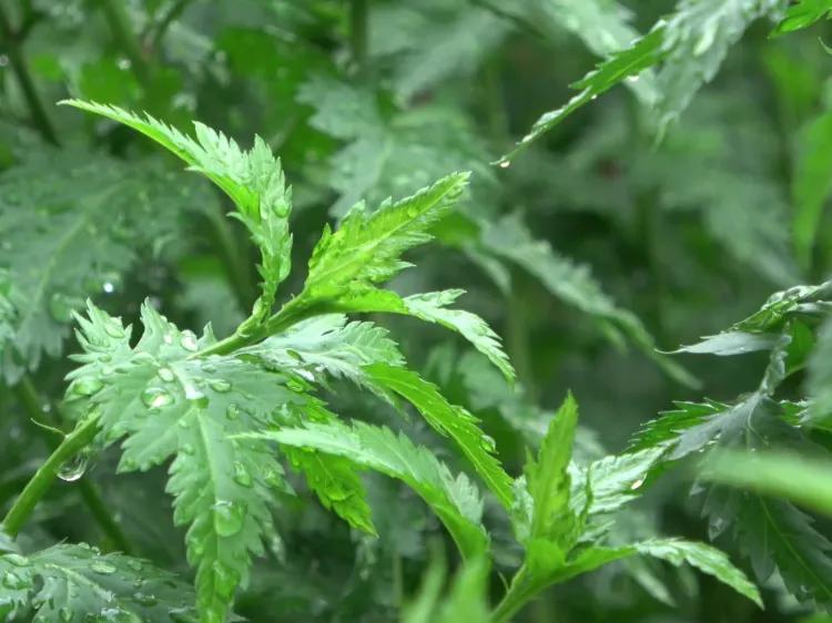 江苏淮安特产酒,江苏淮安特产方便携带