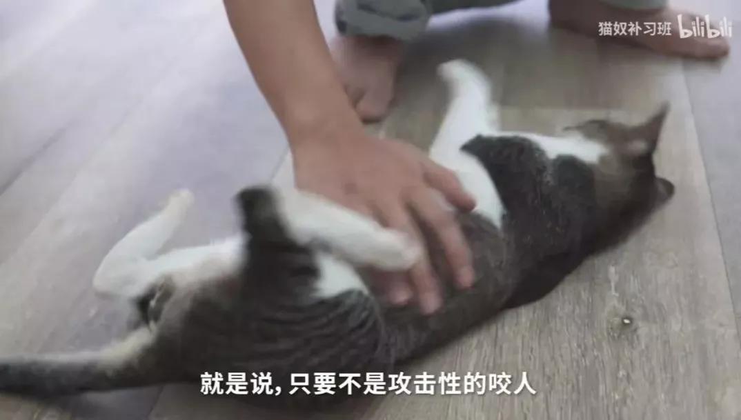 为了让狗狗不吃粑粑,我花5000元给它报了个班