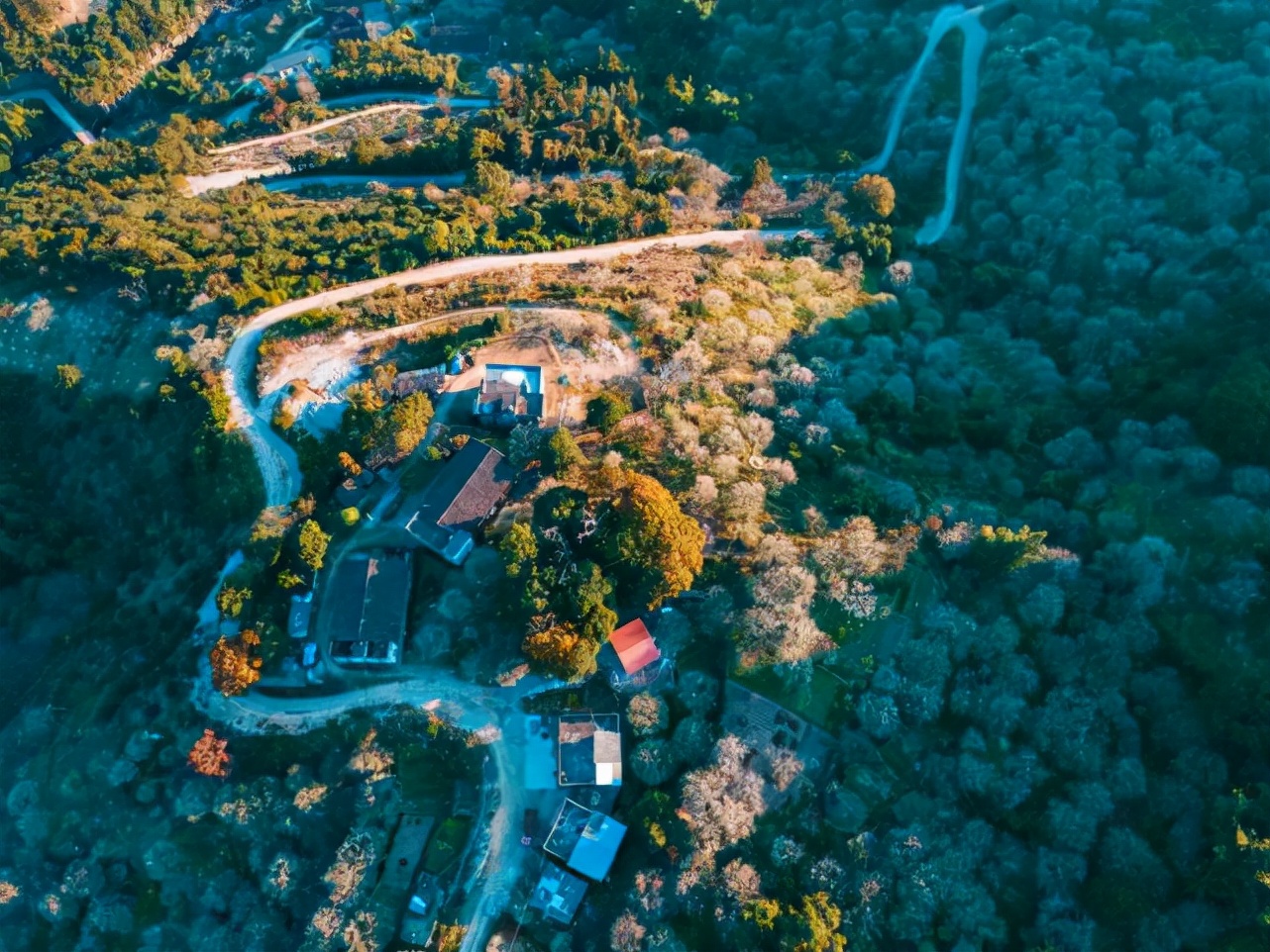 永泰青梅花开全部视频,永泰青梅丰收季节