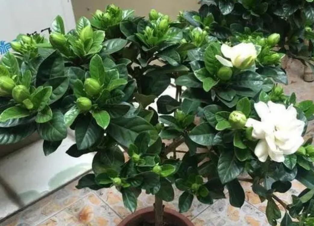 养花浇什么水花越长越肥越好看,栀子花4月怎么浇水