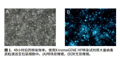 默克生命科学|使用X-tremeGENEHP转染试剂进行慢病毒生产