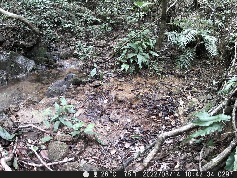 家底大揭秘！深圳究竟有多少“神奇生物”？