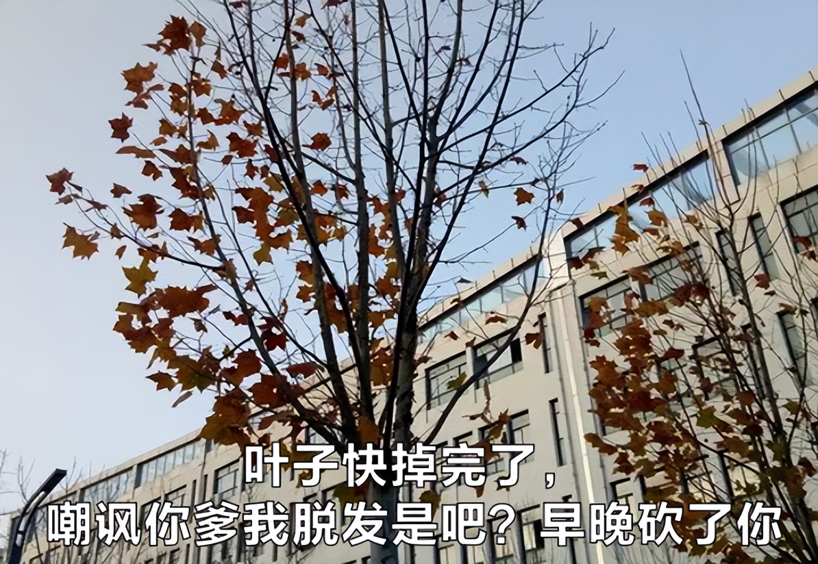 这届大学生都疯成这样了？笑完这些发疯文学，我的精神好多了