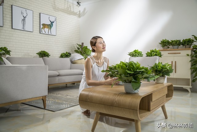 易存活且吸灰的绿植,能有效净化空气的绿植