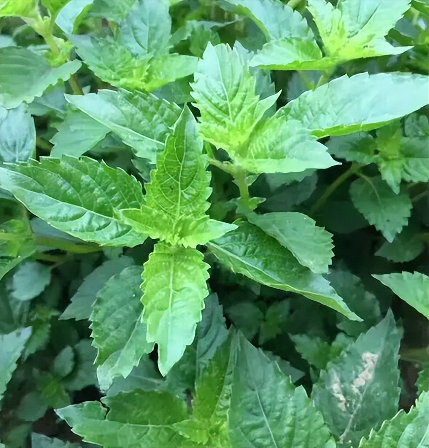做凉粉的植物神仙草,绿凉粉纯天然新鲜凉粉草熬制