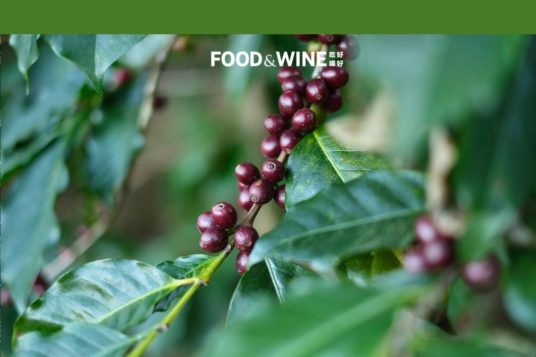 云南咖啡越来越受欢迎但口感如何,云南咖啡到底如何