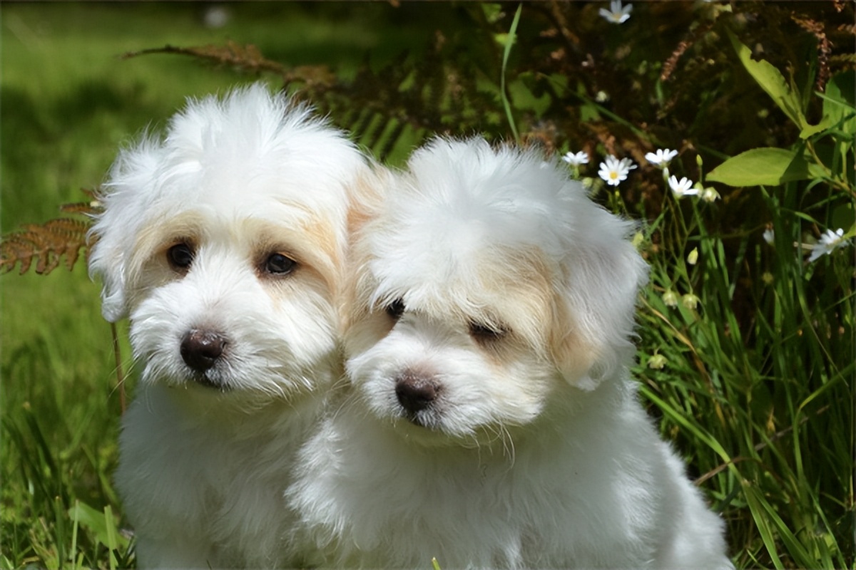 狗狗怀孕可用普安特驱虫吗,普安特宠物止泻药