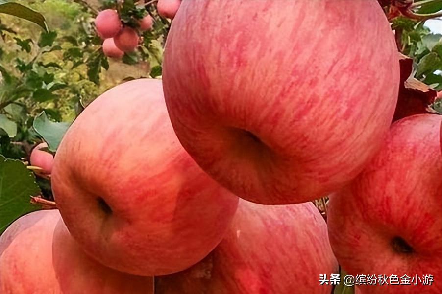 韩城特产除了花椒还有什么 (韩城油酥角哪卖的有)