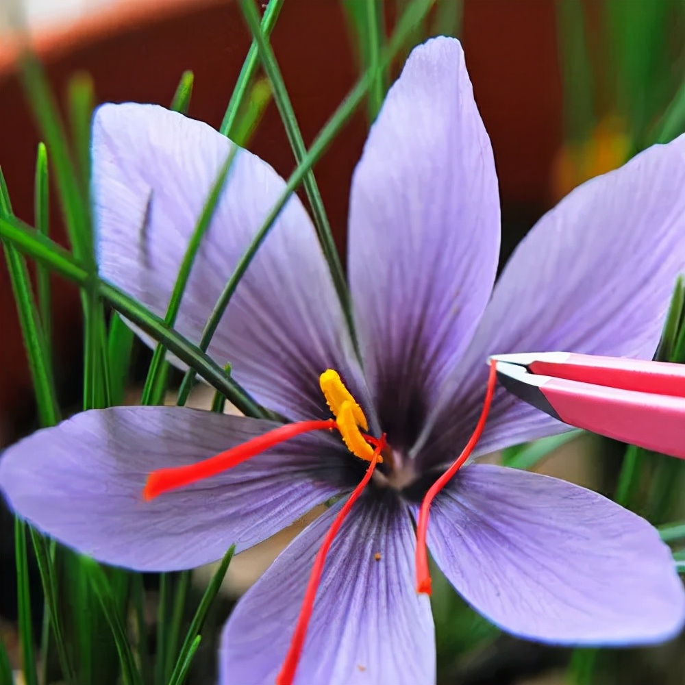 漂亮女人适合养什么花,适合盆栽的女人花