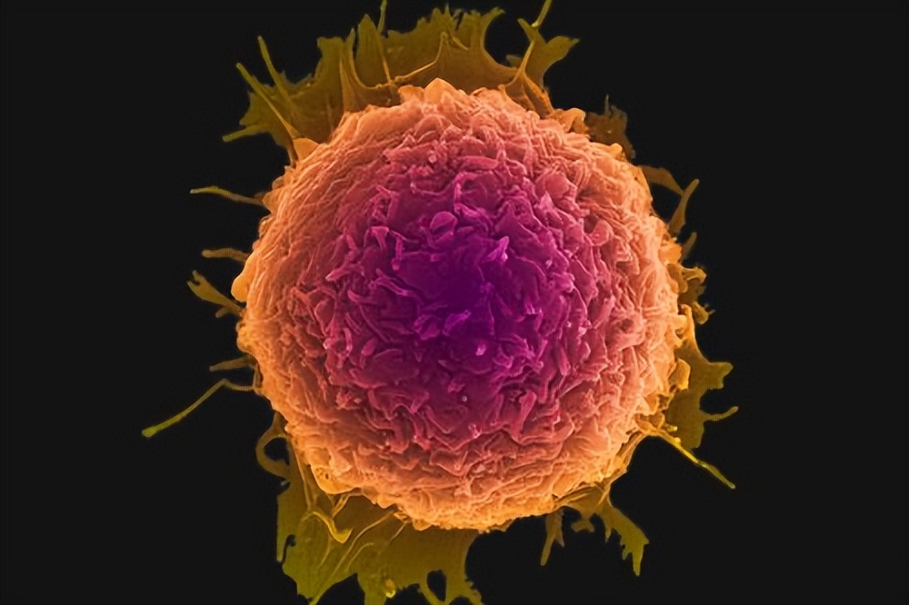 蠕虫杀死癌细胞,日本蠕虫癌细胞