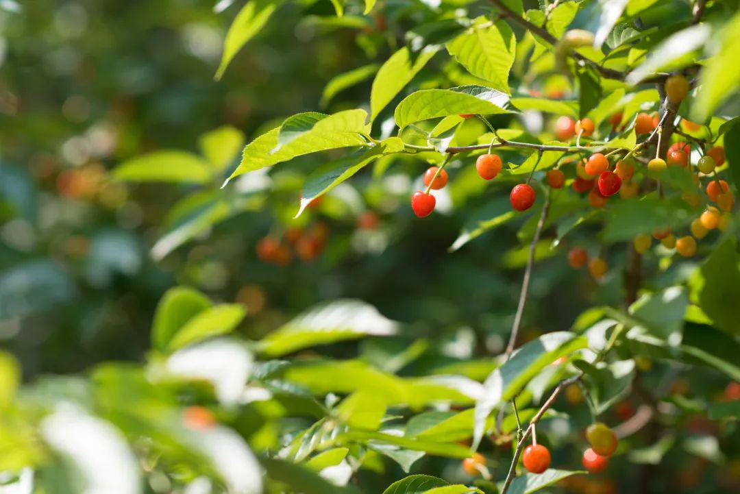 青岛在哪摘樱桃,青岛摘樱桃的好去处