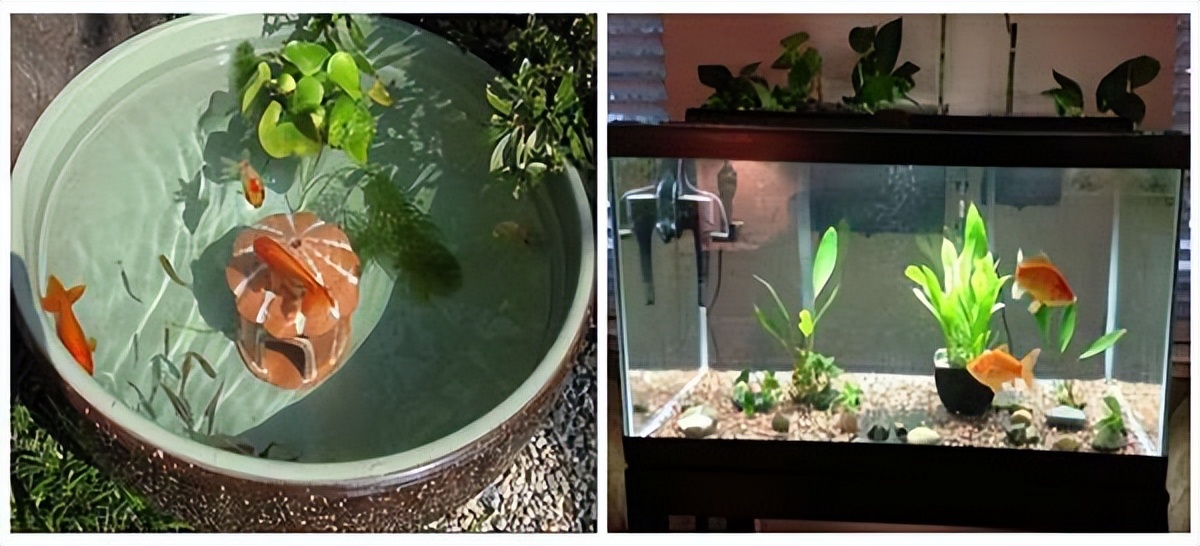 兰寿金鱼的饲养,金鱼的饲养日记