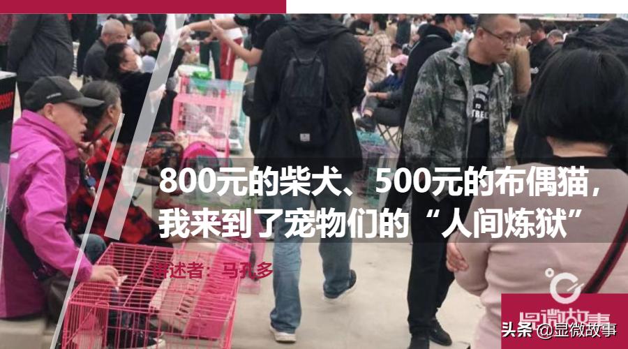 800元的布偶猫,800块钱宠物猫