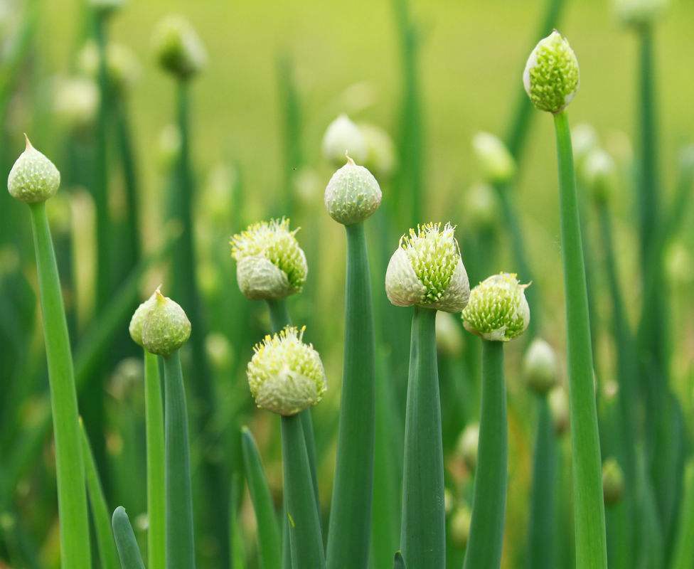中药古今研究木瓜,中药古今研究金钱草