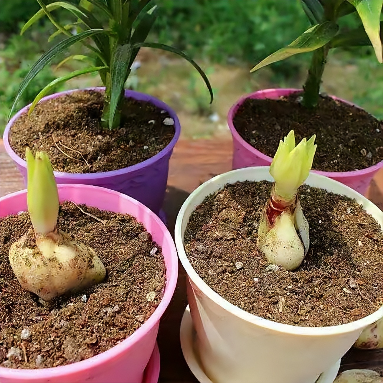 四季开花的室内盆栽种球花卉,爆盆又好养的种球花