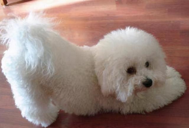 比熊尾巴下垂是什么病,比熊眼圈发红是什么病