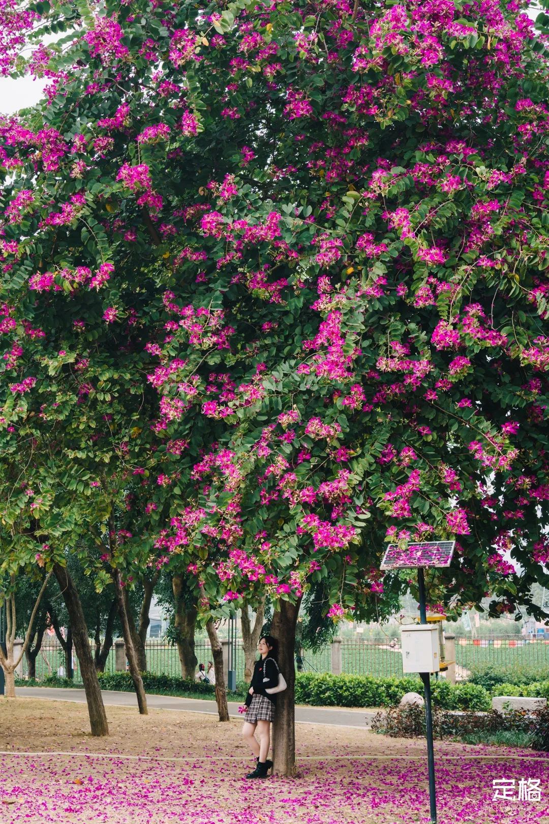 凤凰山绿道开放时间,凤凰山绿道全长多少公里
