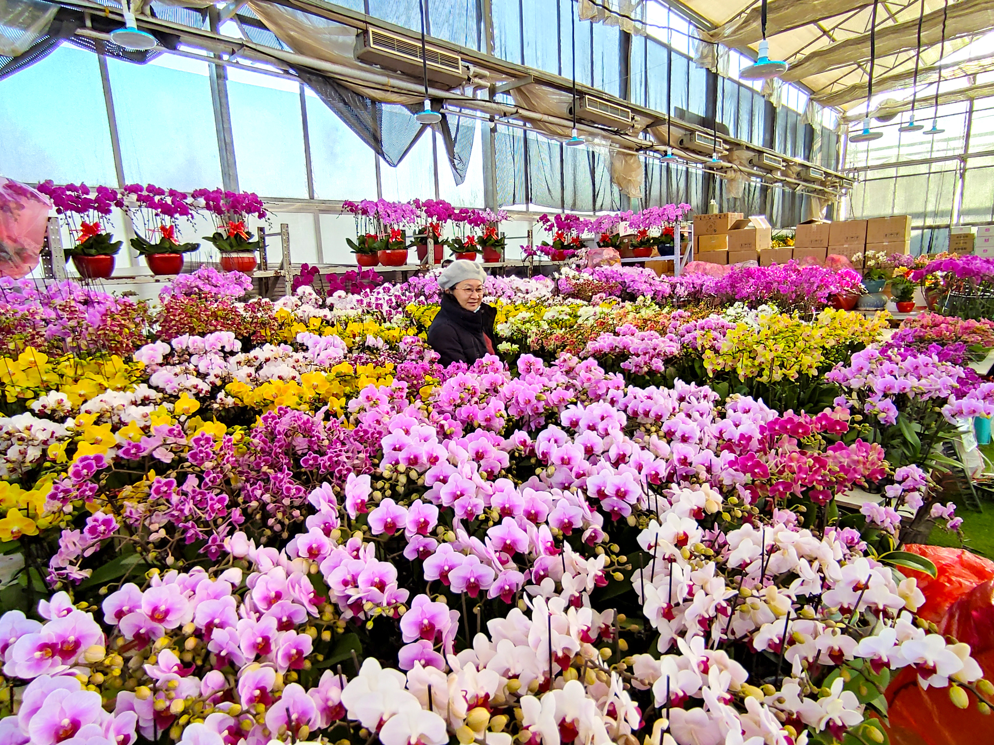 北京盆栽花草批发市场,北京花卉市场批发各种花盆栽