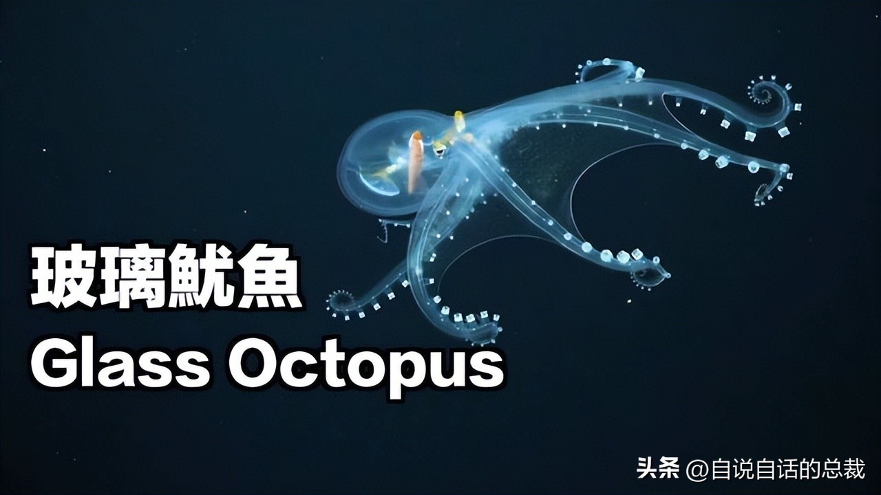 潜入深海寻找宝藏,潜入海底最深处你会发现什么