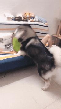 老公帮老婆买卫生巾的搞笑视频,男生帮女生买卫生巾搞笑版