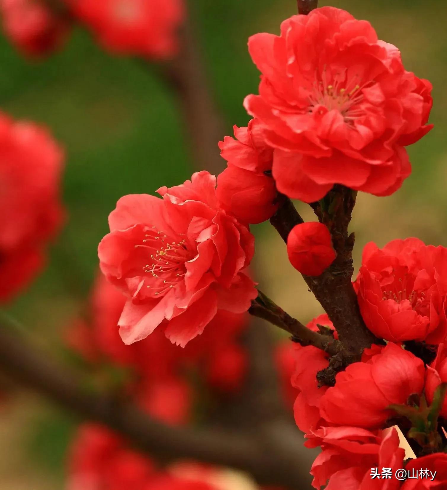 五颜六色的花朵养眼舒心,灵动秀美的花朵图片