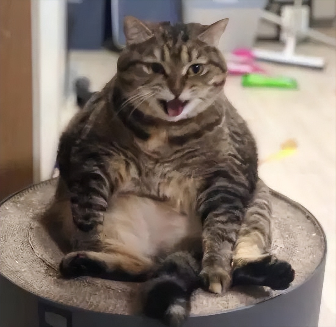 狸花猫护食该打吗,护主的狸花猫