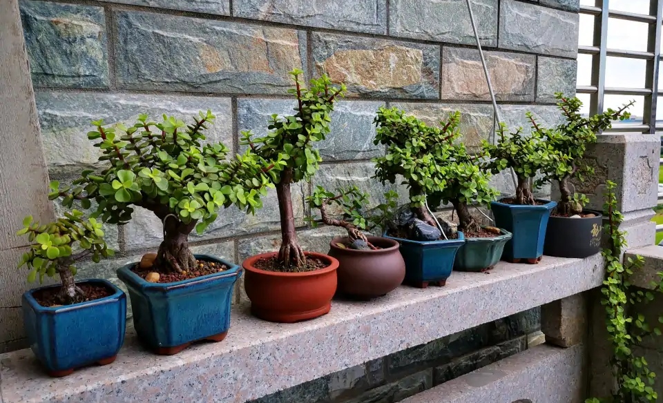 家庭客厅养什么花好看又旺财,客厅最吉祥的三种花