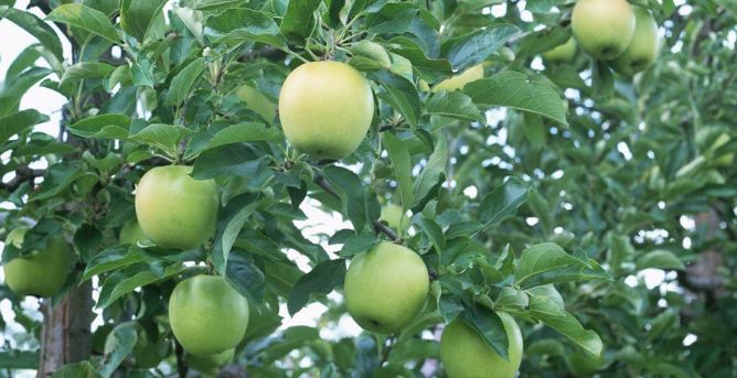 苹果树施氮肥最佳时间,苹果树施氮肥的作用